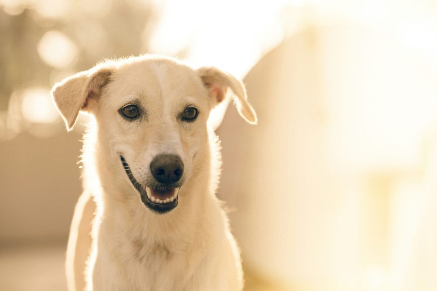 Tierkommunikation-Martina-Bolte_Hund5.jpg
