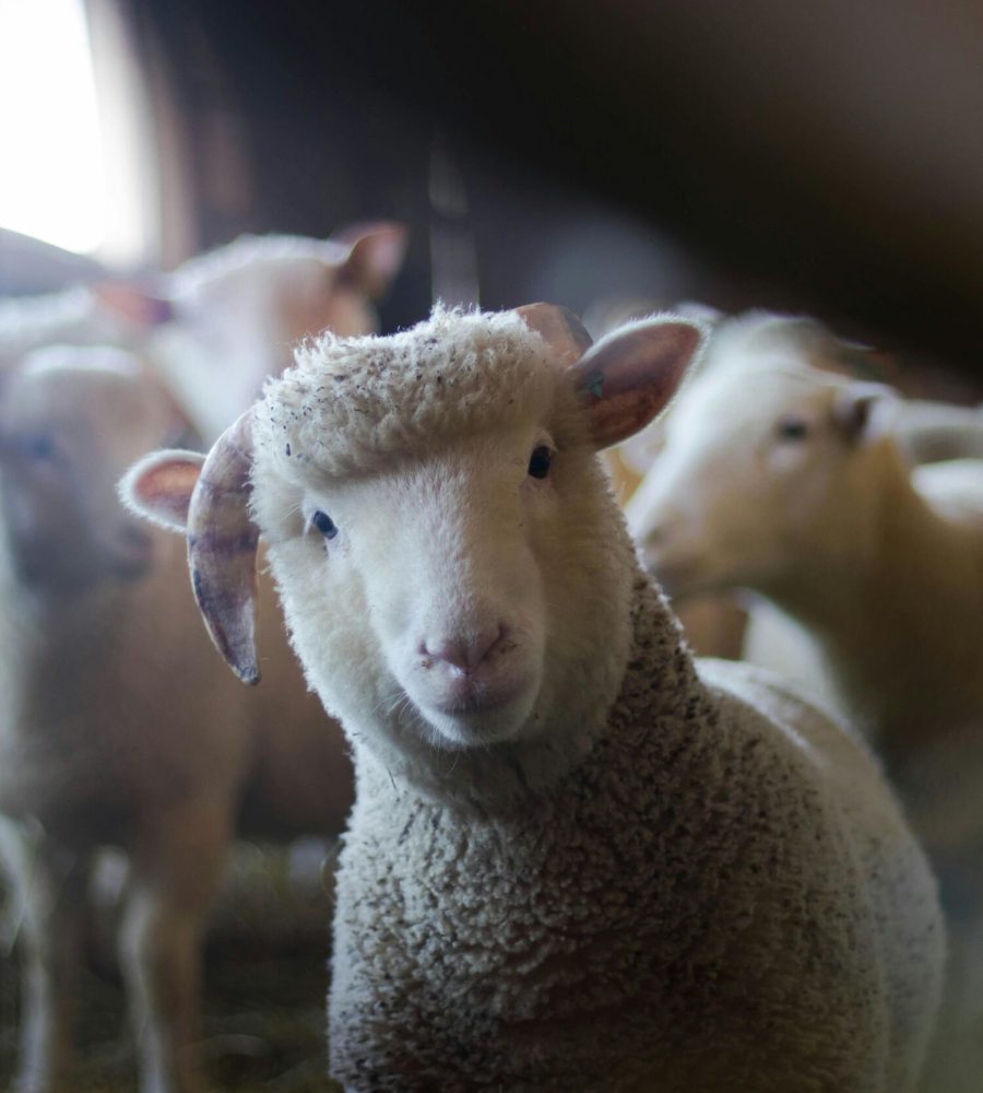 Tierkommunikation-Martina-Bolte_Schaf4.jpg